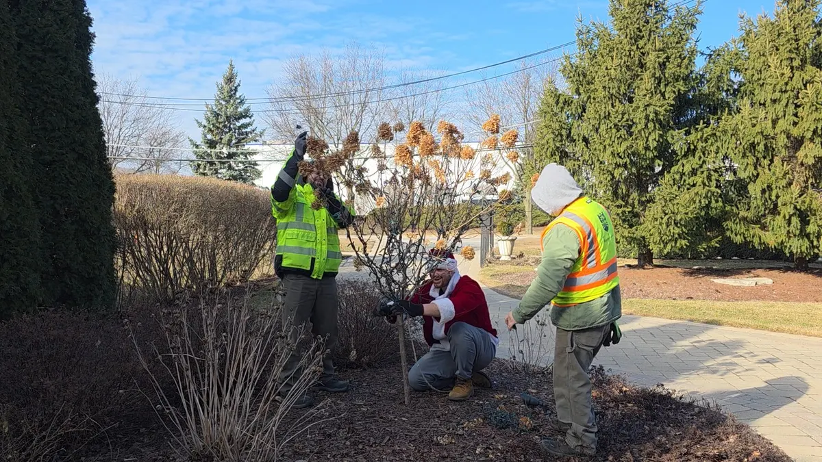 Pure Magic Holiday Lighting crew wrapping a tree with lights in Burr Ridge, IL