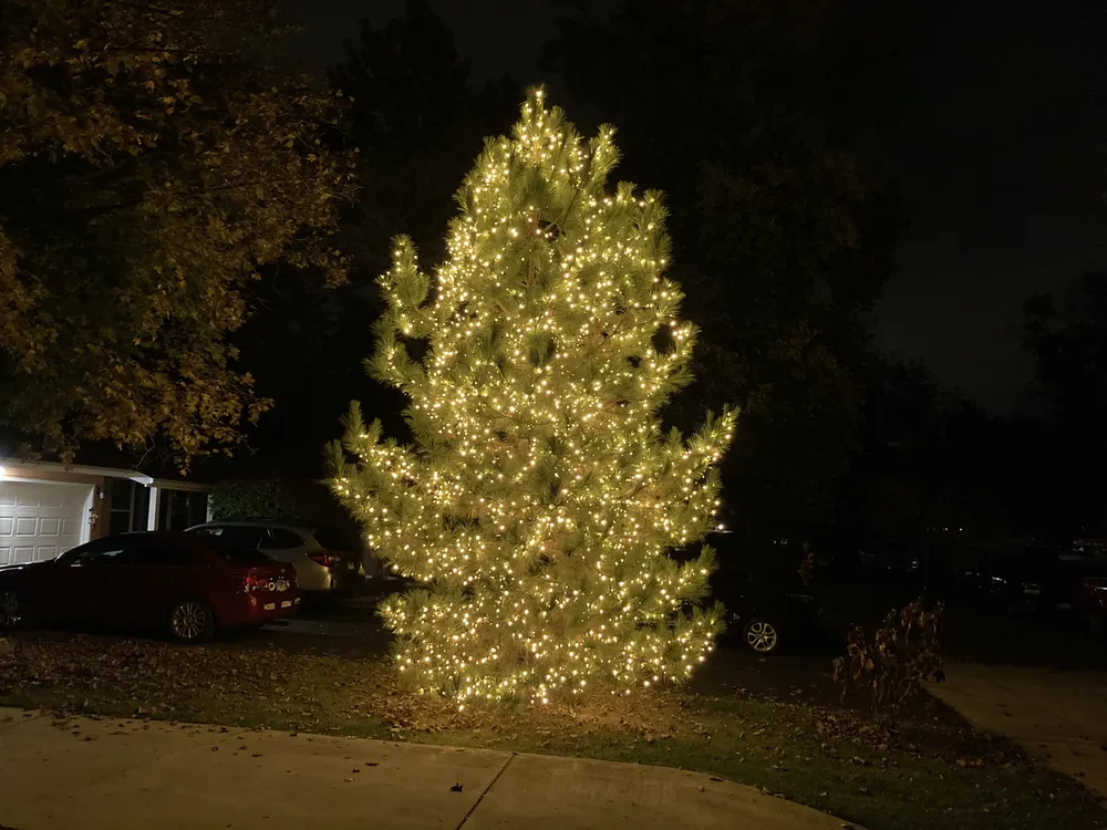 Pine tree with a dense, warm white light wrap in Downers Grove, IL